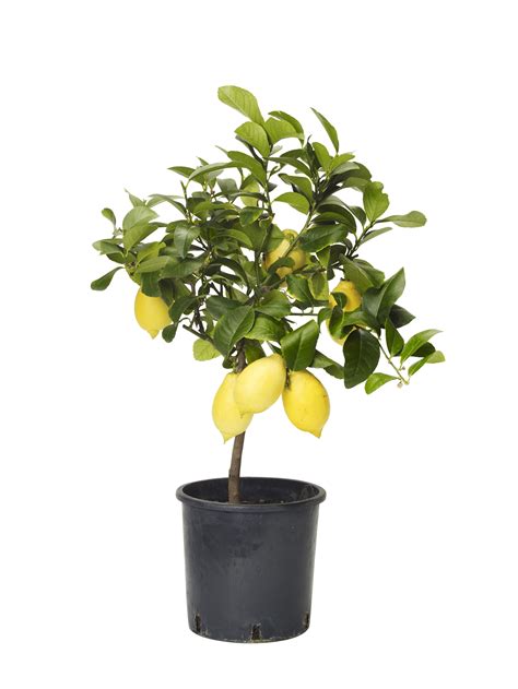 Toppa citronträd